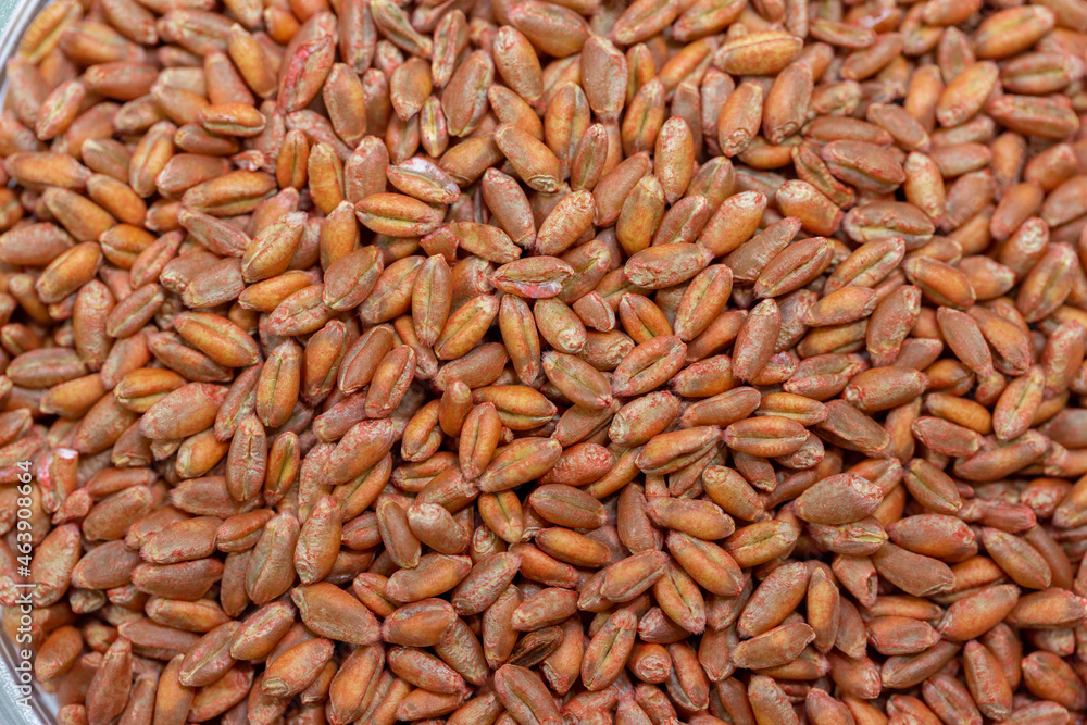 Wheat seeds, cereal seeds with red seed dressing or seed treatment Wheat seeds, cereal seeds with red seed dressing or seed treatment