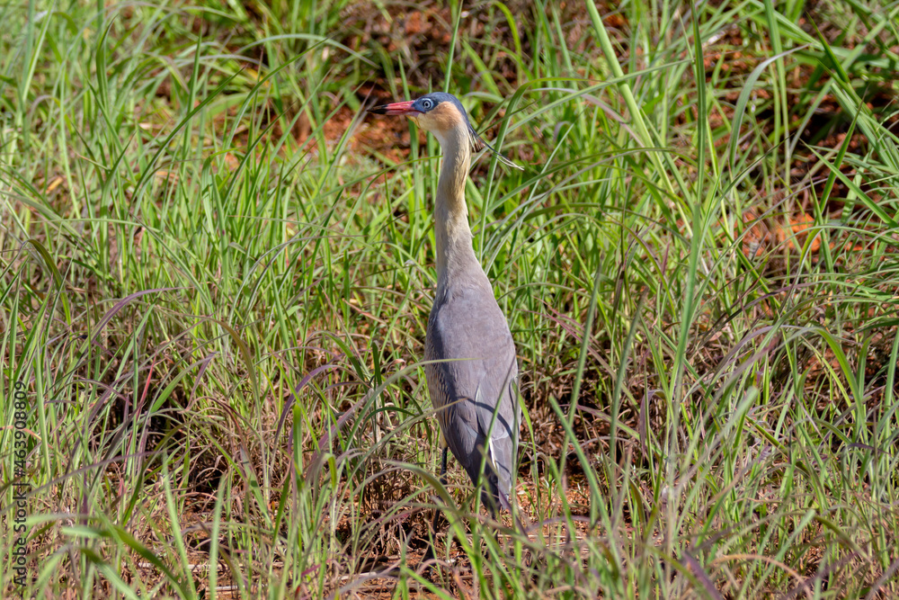 Fototapeta premium Blue heron perched on tall swamp grass in close-up and selective focus.