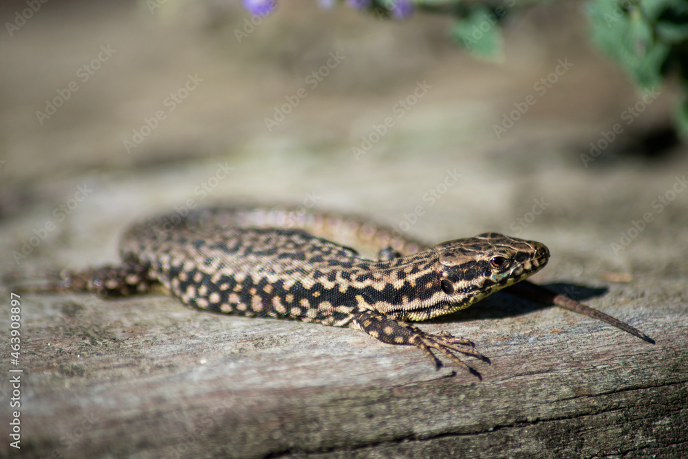 Naklejka premium Closeup of brown lizard on wooden background