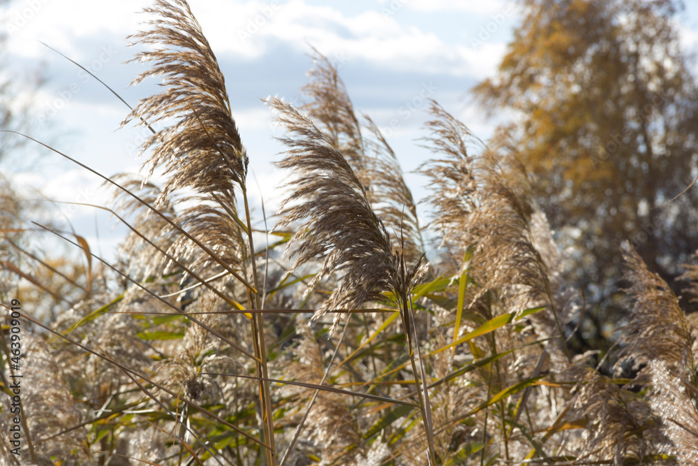 Obraz premium grass and sky
