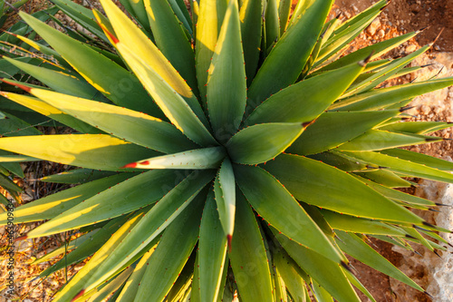 Top view of Green Agave angustifolia (Marginata) in the wild. Beautiful nature abstract background. Tropical concept. Flat lay. Growing beautiful cactus. Template for design. Sunset light photo
