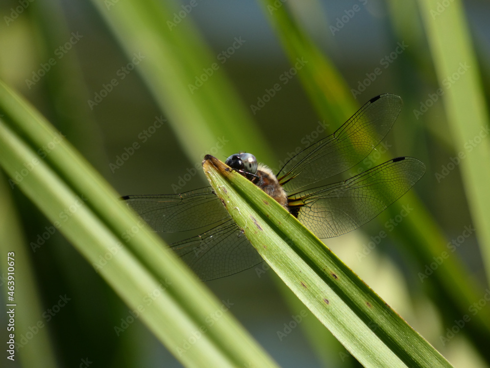 Broad-bodied chaser (Libellula depressa) - big blue dragonfly hidden behind a blade of reed, Gdansk, Poland Broad-bodied chaser (Libellula depressa) - big blue dragonfly hidden behind a blade of reed, Gdansk, Poland