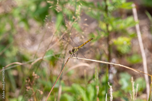 dragonfly on a blade of grass in a meadow