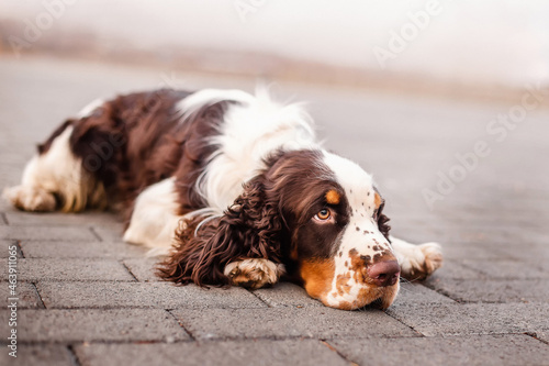 A beautiful English Springer Spaniel lies on the pavement close-up.