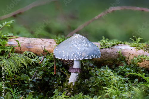 Grünspanträuschling (STROPHARIA AERUGINOSA) photo