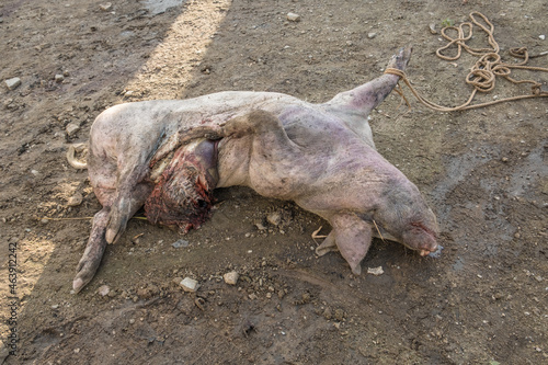 african swine fever dead pig photo