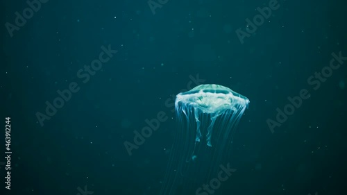 Beautiful jellyfish swimming process details, shot of swimming underwater on blue background. Amazing nature, nettle medusa with long tentacles. Calming beautiful footage.