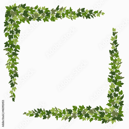 Ivy corners, green vines decorative frame or design elements isolated on white background. Vector illustration in flat cartoon style.