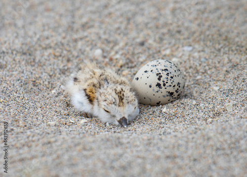 Piping plover chick waiting for its sibling to hatch