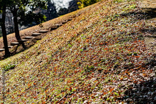 小牧山史跡公園の落ち葉と散策路
