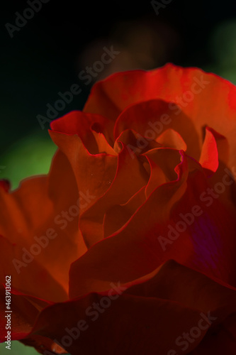 Macro of red rose on a green background.