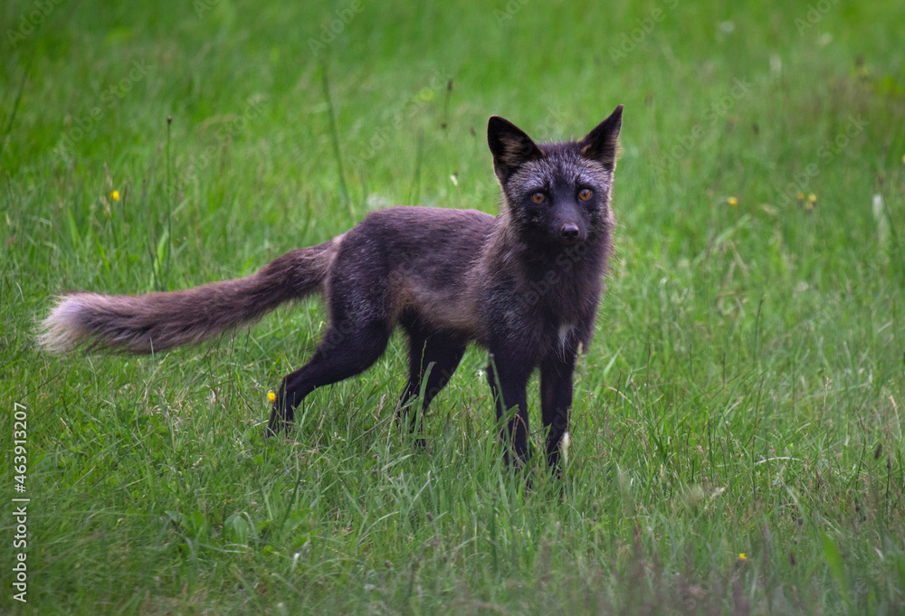 Silver fox in the field Silver fox in the field