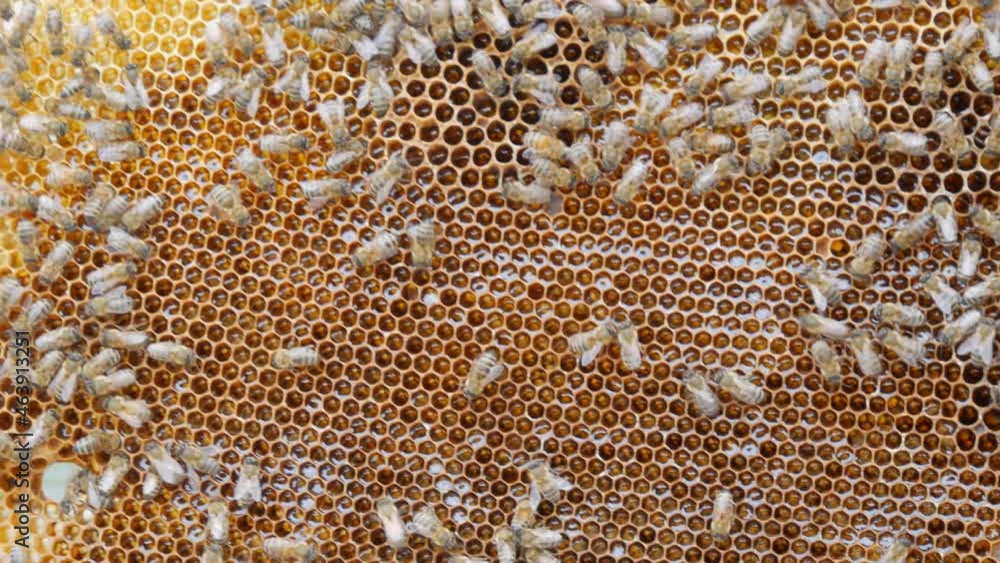 Bee honeycomb with waxed honey on which little bees crawl and working in summer Bee honeycomb with waxed honey on which little bees crawl and working in summer