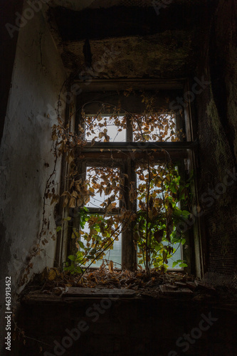 The window of an abandoned house overgrown with ivy