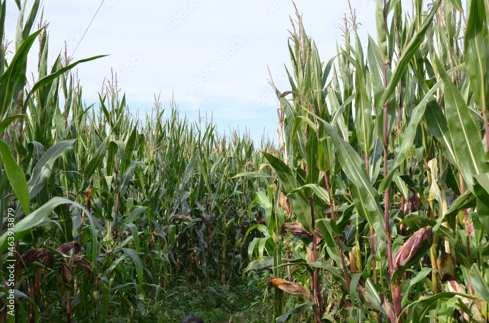 Obraz premium corn field and sky