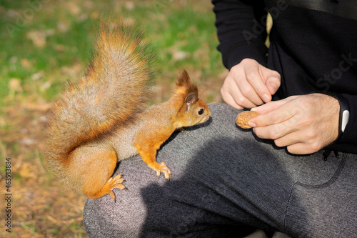 фотографія Man making friends with a red squirrel