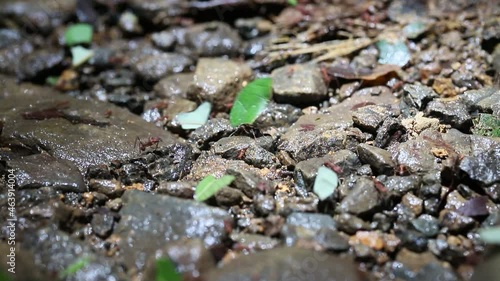 Leaf-cutting ants, Atta laevigata with leaf pieces on a path in the jungle in Costa Rica photo