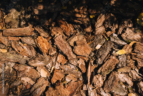 Pieces of dry brown oak bark close-up.