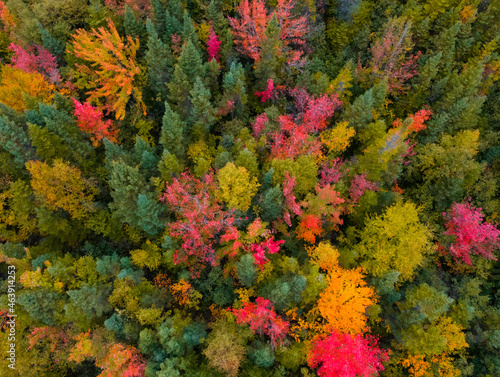 Autumn colored forest canopy from the sky © Bailey Parsons