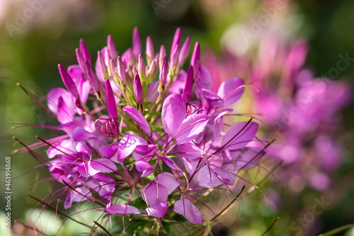 Close up of spider flowers  cleome hassleriana  in bloom