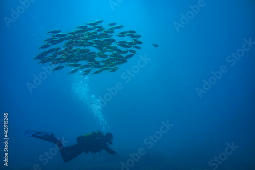 Plongeur sous banc de poissons