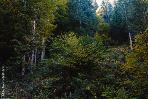 Wildnis in einem Bergwald mit grün und herbstlichen Farben