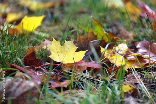 Jesienny żółty liść leży pod drzewem. 