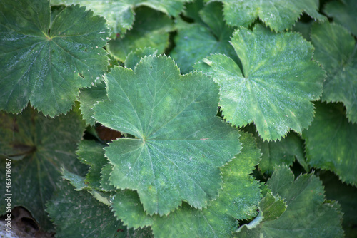 Фотография Closeup of alchemical mollis leaves in a public garden