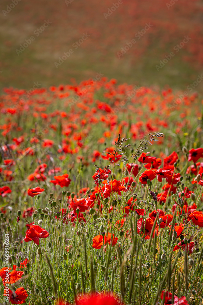 A Vibrant Field of Poppies, with a Shallow Depth of Field