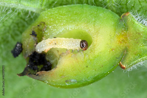 Young plum fruit damaged by Hoplocampa minuta - black prune tree Hoplocampe. It is an important pest of plums in orchards and gardens. Is a species of sawflies (Tenthredinidae). photo