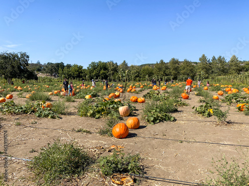 A pile of pumpkins at the pumpkin patch. Field of orange pumpkins during the harvest season. San Diego, California, USA © Unwind