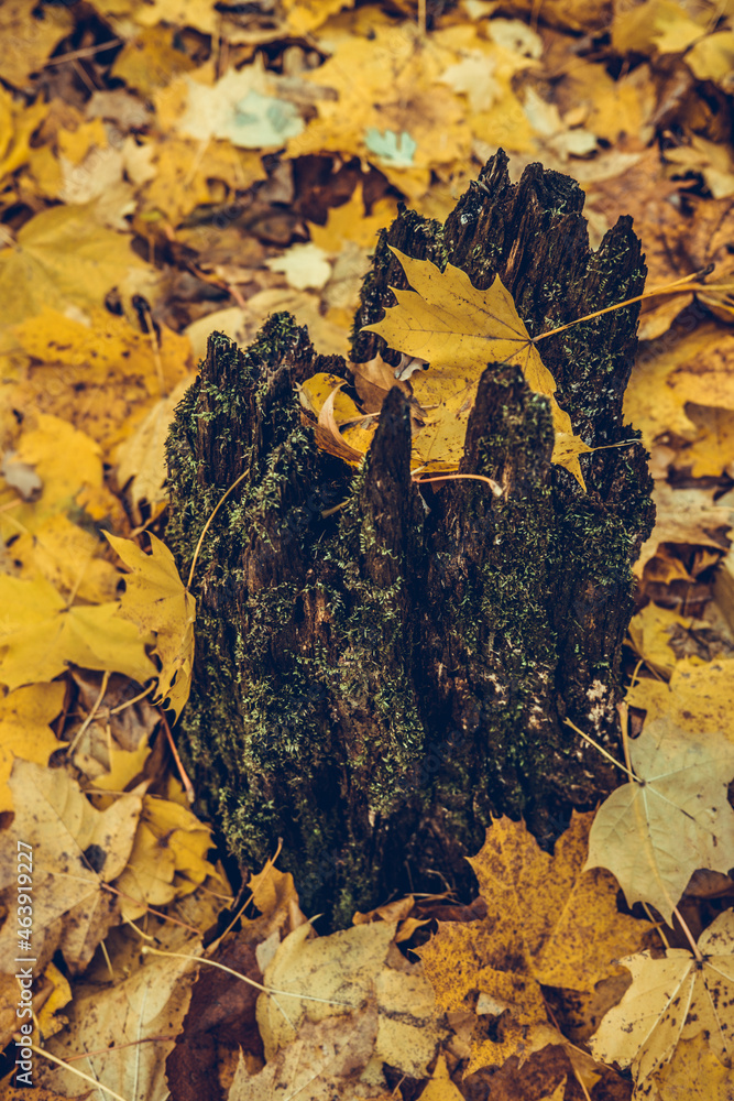 A beautiful old tree stump covered with autumn yellow leaves. Tree stump in the forest in autumn.