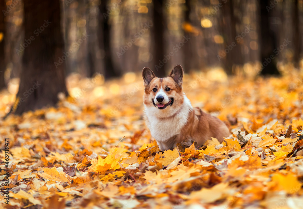 cute corgi dog puppy is sitting in an autumn park among bright fallen golden leaves cute corgi dog puppy is sitting in an autumn park among bright fallen golden leaves