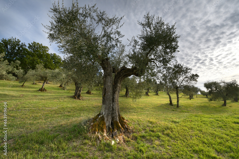 olive trees with cloudy skies in the tuscan countryside. Italy olive trees with cloudy skies in the tuscan countryside. Italy