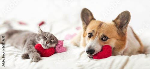 Photography cute corgi dogs and striped cat lie together on the bed surrounded by red and pi