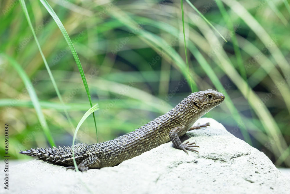 Fototapeta premium A small and cute lizard looking around for food.