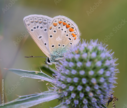 Wallpaper Mural Butterflies of Central Russia. Morning awakening Torontodigital.ca
