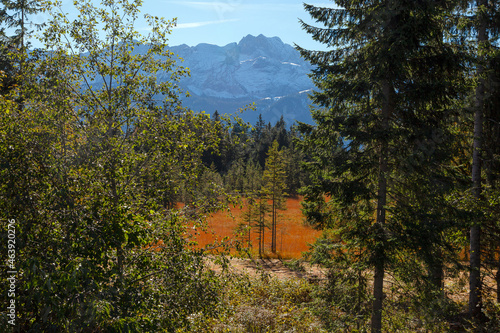 Bergwald in alpiner Landschaft mit gelben und rötlich braunen Farbtönen sowie hohen Bergen im Hintergrund