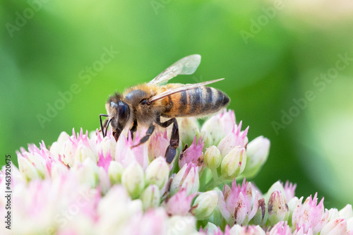 A closeup of a bee pollenating a colourful flower.