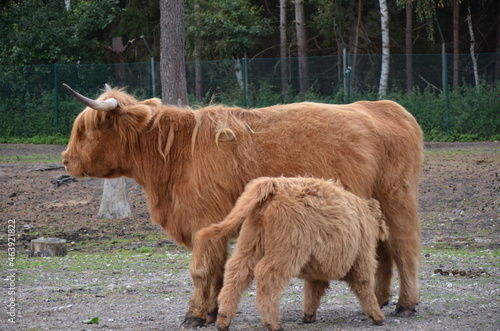 highland cow with baby cow