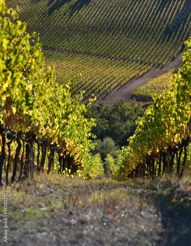 Beautiful rows of vineyards turn yellow under the sunset light in autumn. Chianti Classico Area near Florence, Italy.