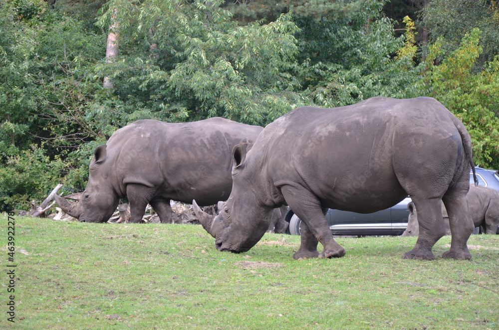 white rhino and calf