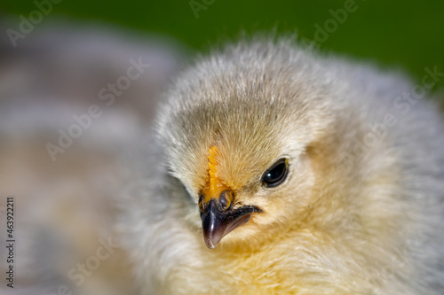 2 day old Lavender Pekin Bantam chickens