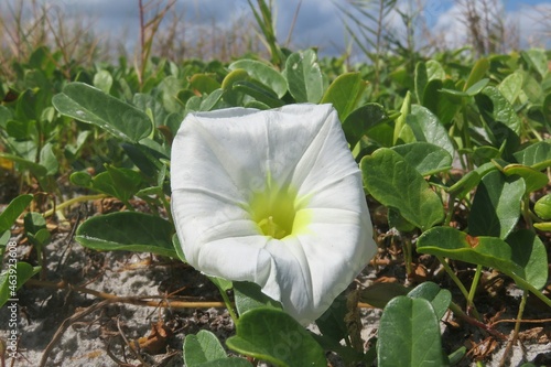 Canvas Print Wild bindweed flower growing on coastal dunes in Florida beach