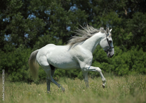 Running andalusian horse on the green meadow