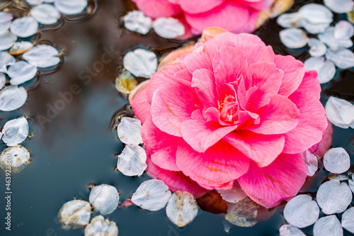 Bright pink rose floating in the water with white flower petals. 