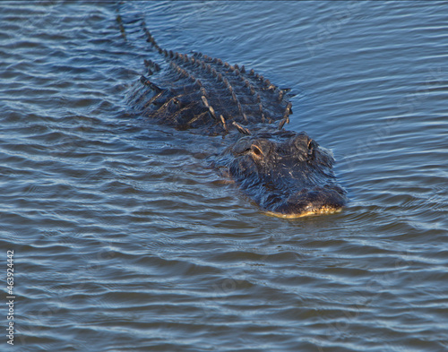 alligator in the water