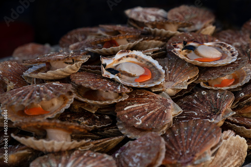 Fresh Scallops on a seafood market at Dieppe France