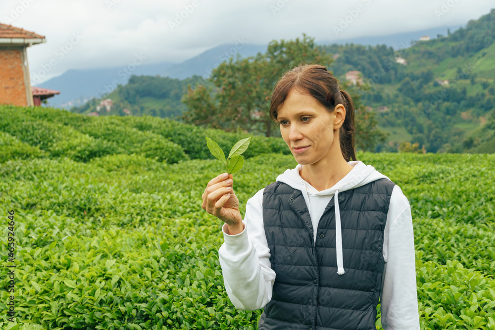 Fototapeta premium Woman inspects the tea fields and selects best teas by examining tea leaves. Organic farming in the tea industry