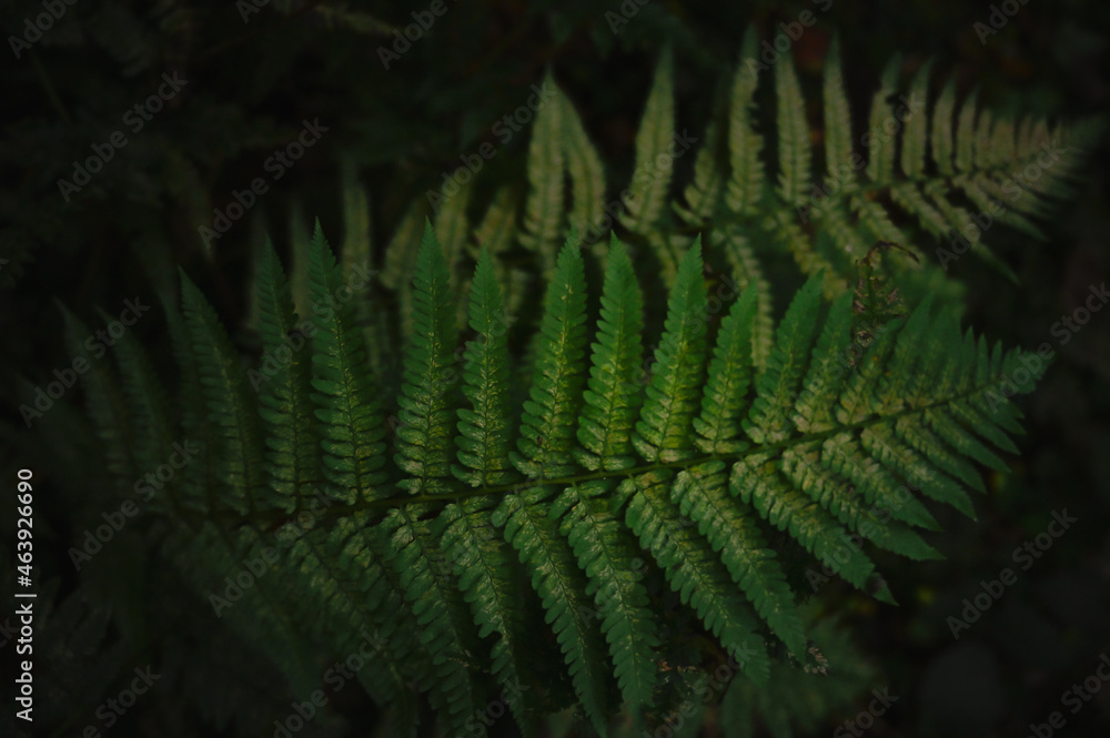 fern, plant, nature, leaf, forest, leaves, close up, autumn, herbst, colorful, rainforest, green, bright, dark, panoramic, detail, background, text, product, organic, bio, healthy, health, breath, nat fern, plant, nature, leaf, forest, leaves, close up, autumn, herbst, colorful, rainforest, green, bright, dark, panoramic, detail, background, text, product, organic, bio, healthy, health, breath, nat